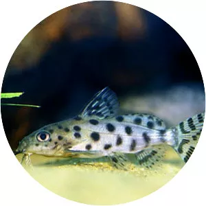 Synodontis ocellifer