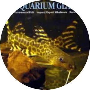 Synodontis pardalis