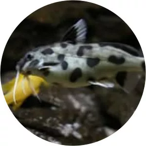 Synodontis polli
