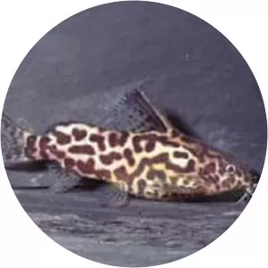 Synodontis schoutedeni