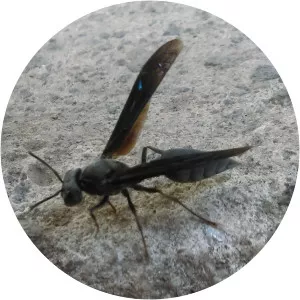 Synoeca septentrionalis - 