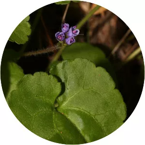 Synthyris reniformis