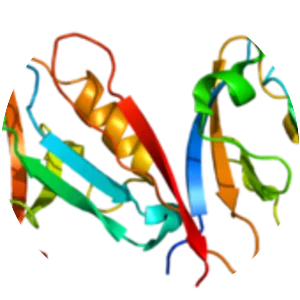 Syntrophin, alpha 1