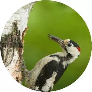 Syrian woodpecker