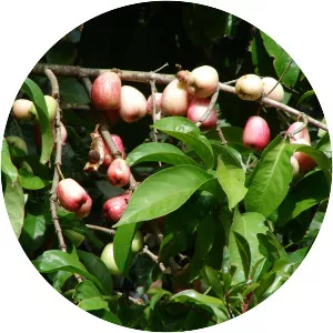 Syzygium