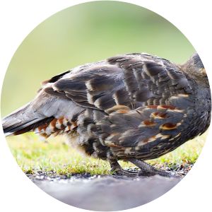 Szechenyi's monal-partridge photograph