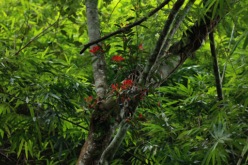 Ta Dung Botanic Garden - Garden in Vietnam