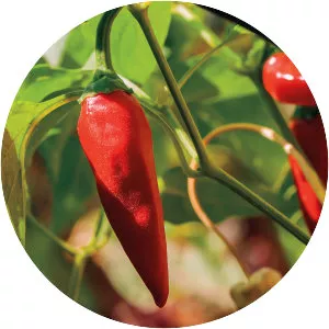 Tabasco pepper - Plants