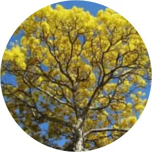 Tabebuia aurea
