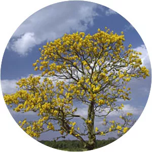 Tabebuia chrysantha