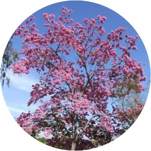 Tabebuia rosea