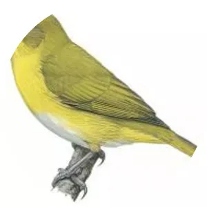 Tacarcuna bush tanager