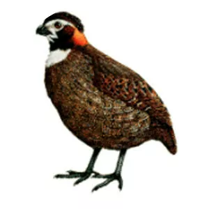 Tacarcuna wood quail