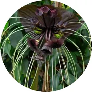 Tacca chantrieri