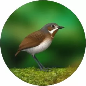 Táchira antpitta - Bird
