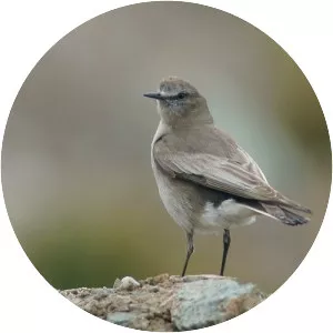 Taczanowski's ground tyrant - Bird