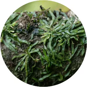 Taeniophyllum glandulosum - 