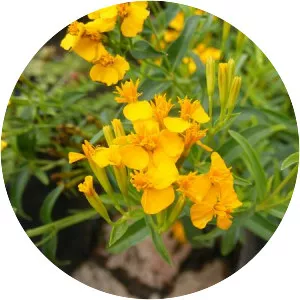 Tagetes lucida