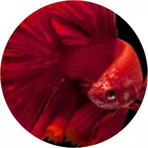 Tailandia salvaje - TV program