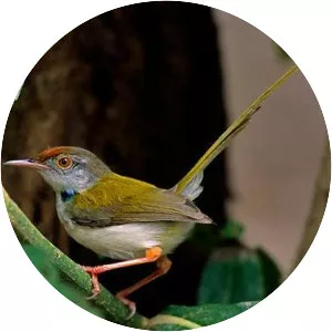 Tailorbird