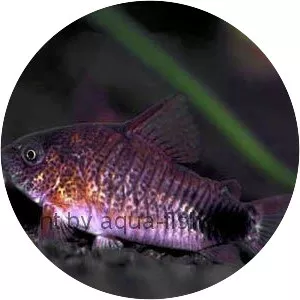 Tailspot corydoras