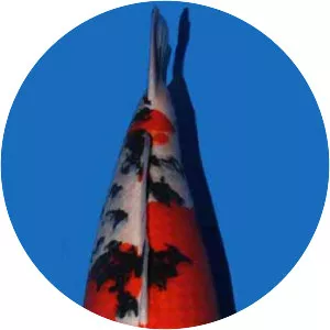 Taisho Sanshoku - Animal