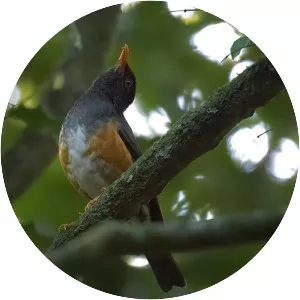 Taita thrush