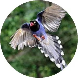 Taiwan blue magpie