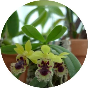 Taiwan fragrant orchid