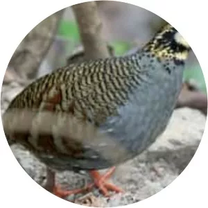 Taiwan partridge