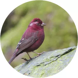Taiwan rosefinch
