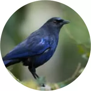 Taiwan whistling thrush
