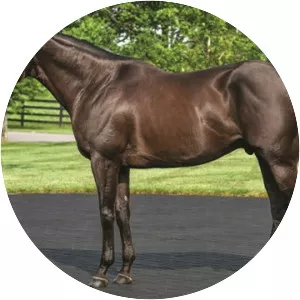 Take Charge Indy - Horse