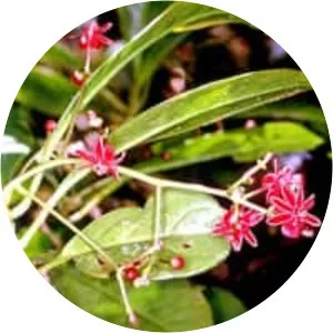 Takhtajania - Plants