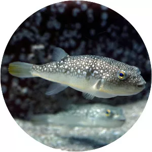 Takifugu poecilonotus - Fish