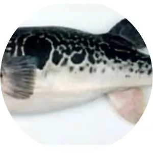 Takifugu rubripes