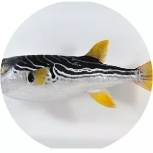 Takifugu xanthopterus