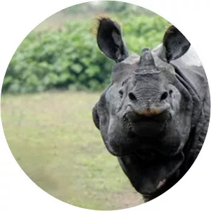 Tales From Rhino LandSince 2019