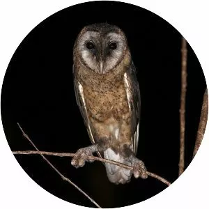 Taliabu masked owl