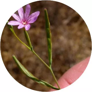 Tall annual willowherb