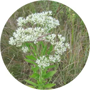 Tall boneset