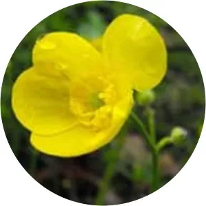 Tall buttercup - Plants