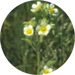 Tall cinquefoil - 