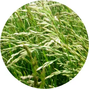 Tall fescue - Plants
