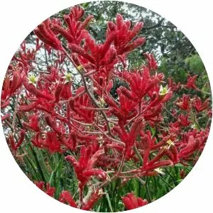 Tall kangaroo paw - Plants