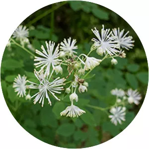 Tall meadow rue - Plants