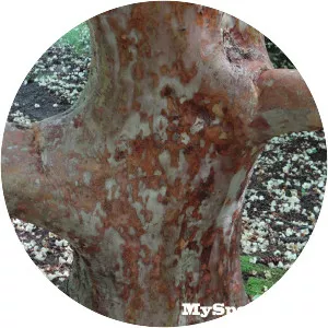 Tall Stewartia - Plants