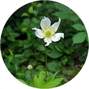 Tall thimbleweed