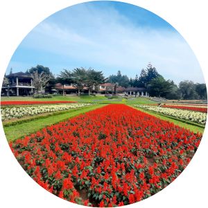 Taman Bunga Nusantara