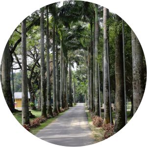 Taman Rimba Kiara - 